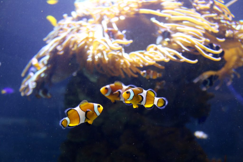 tre giorni a Valencia