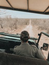 safari nel kruger